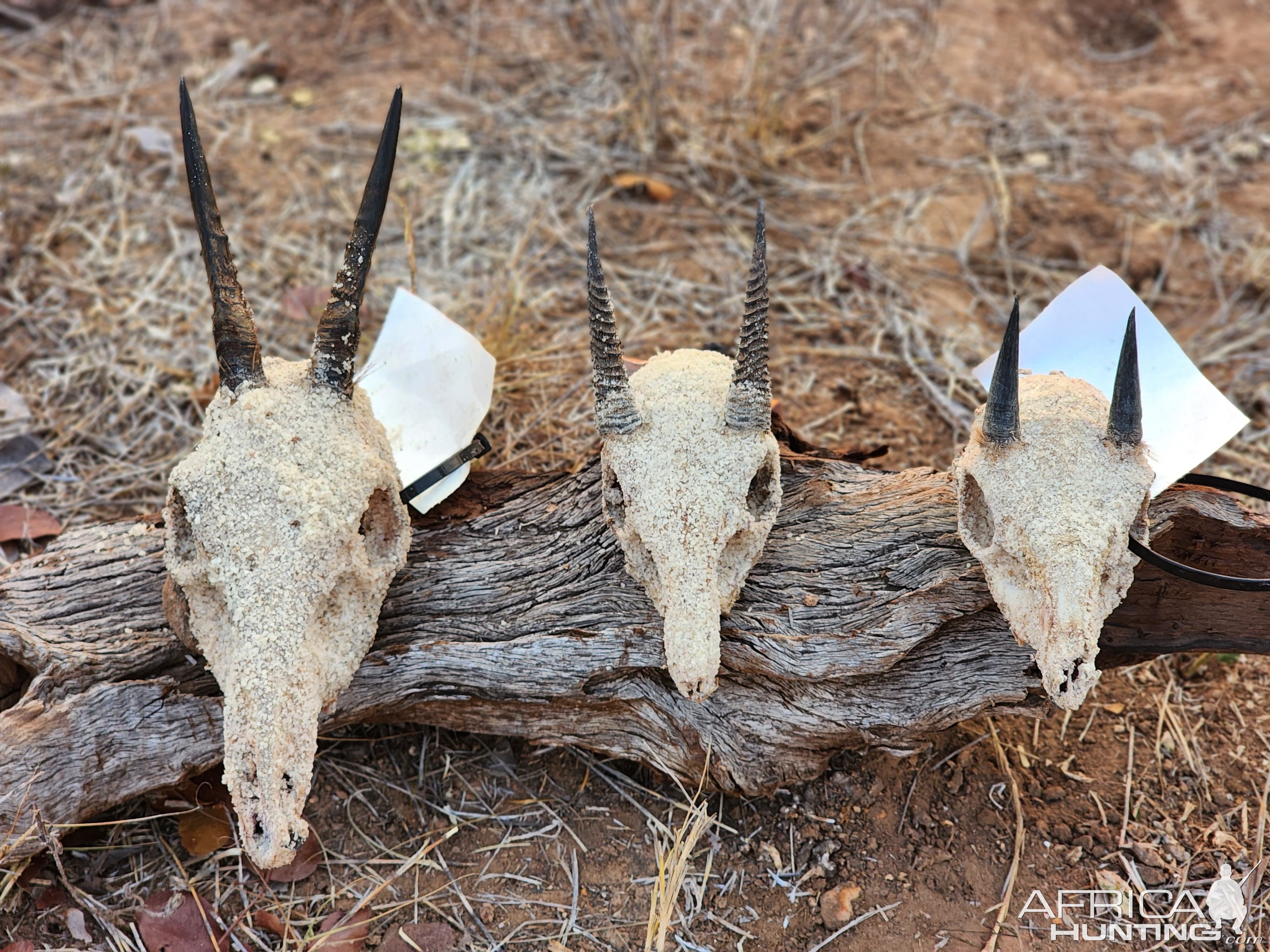 Trophy Hunt Hunt Mozambique