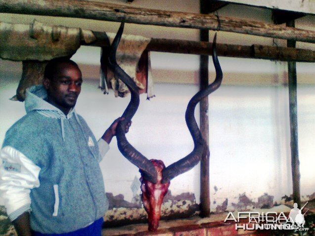 Trophy Kudu