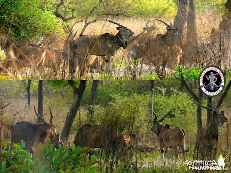 Trophy Lord Derby Eland Bull on the left