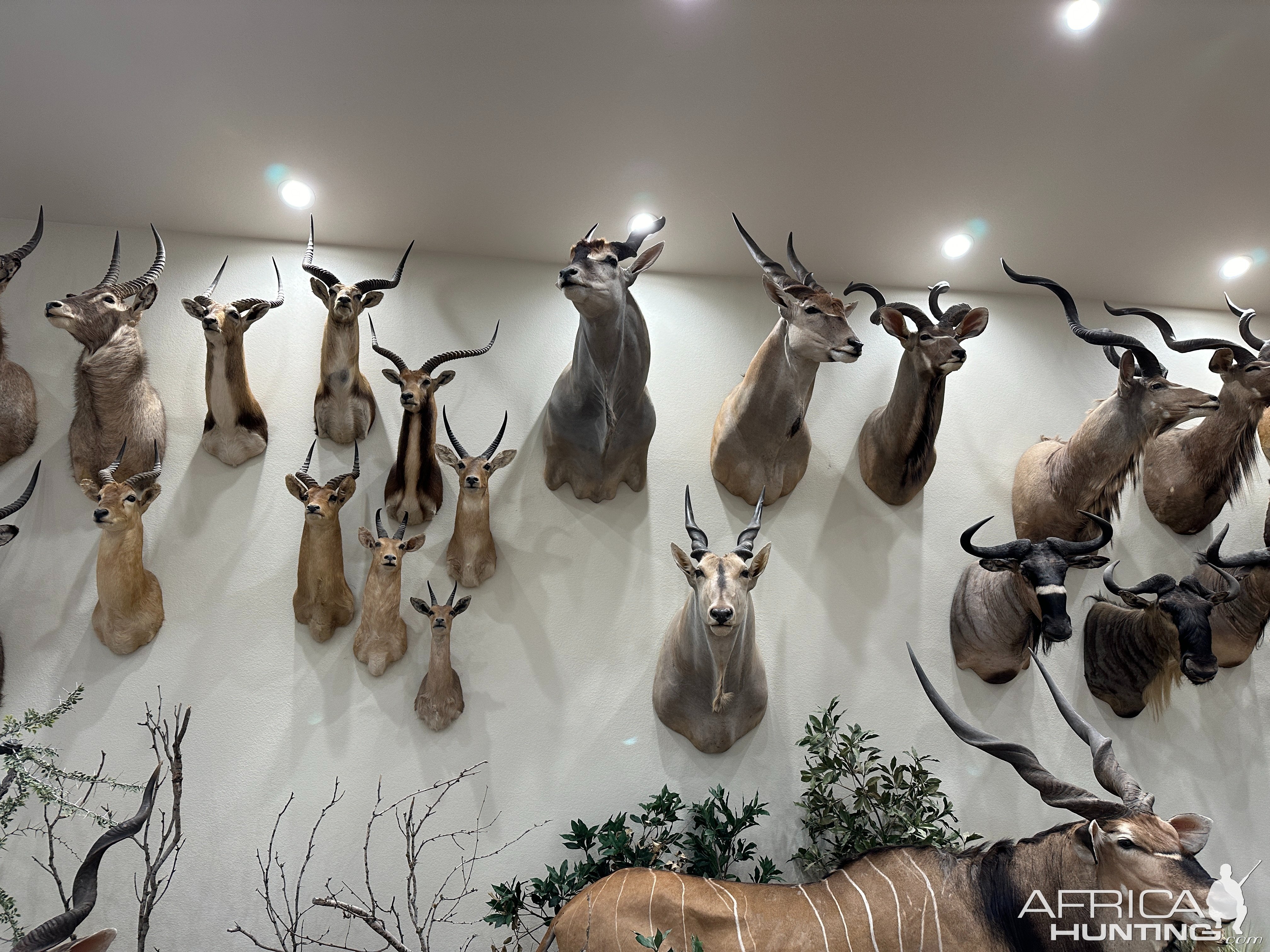 Trophy Room