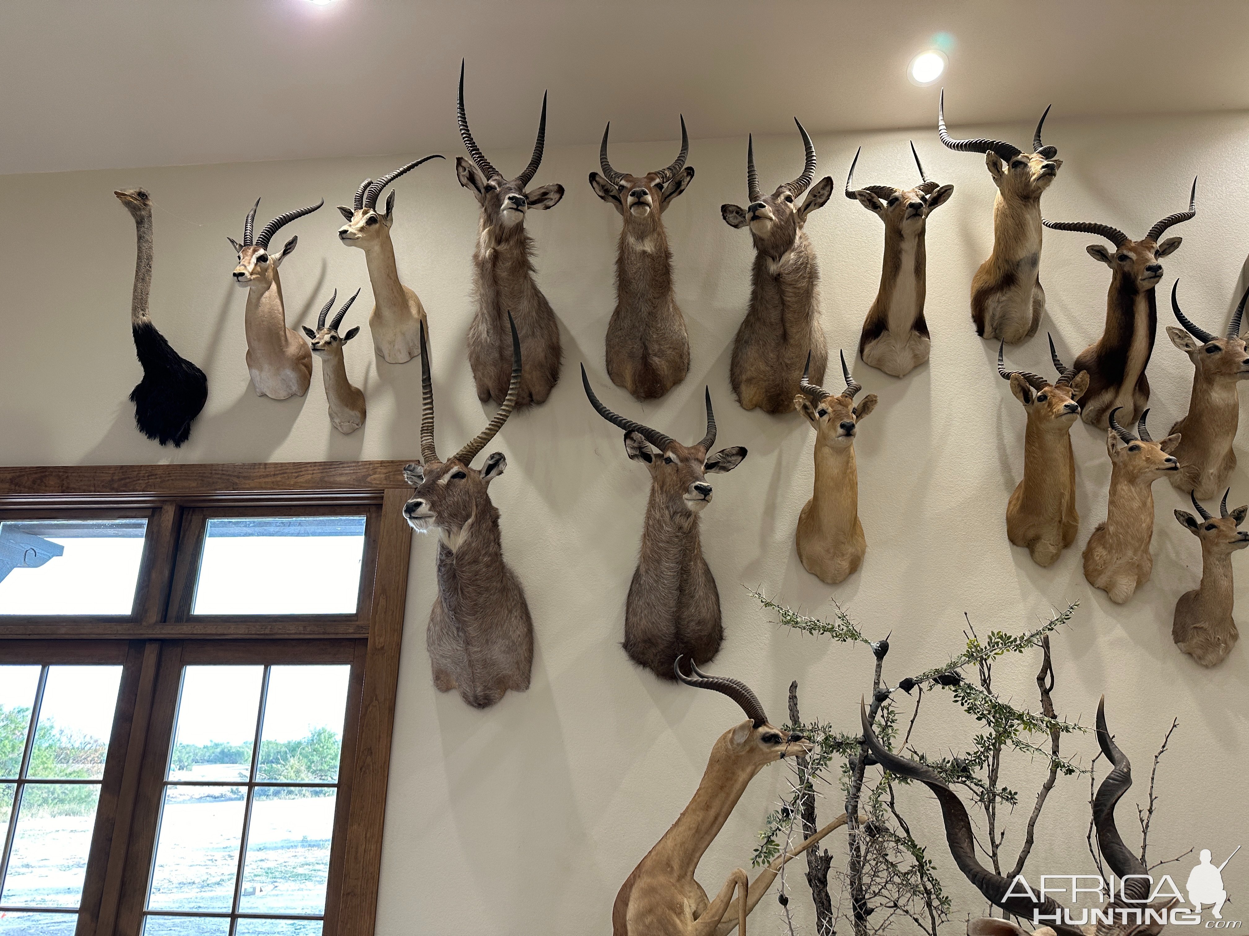 Trophy Room