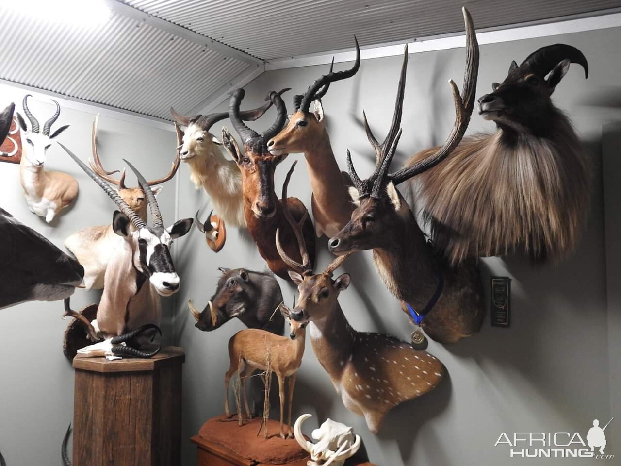 Trophy Room