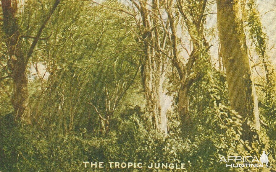 Tropic Jungle