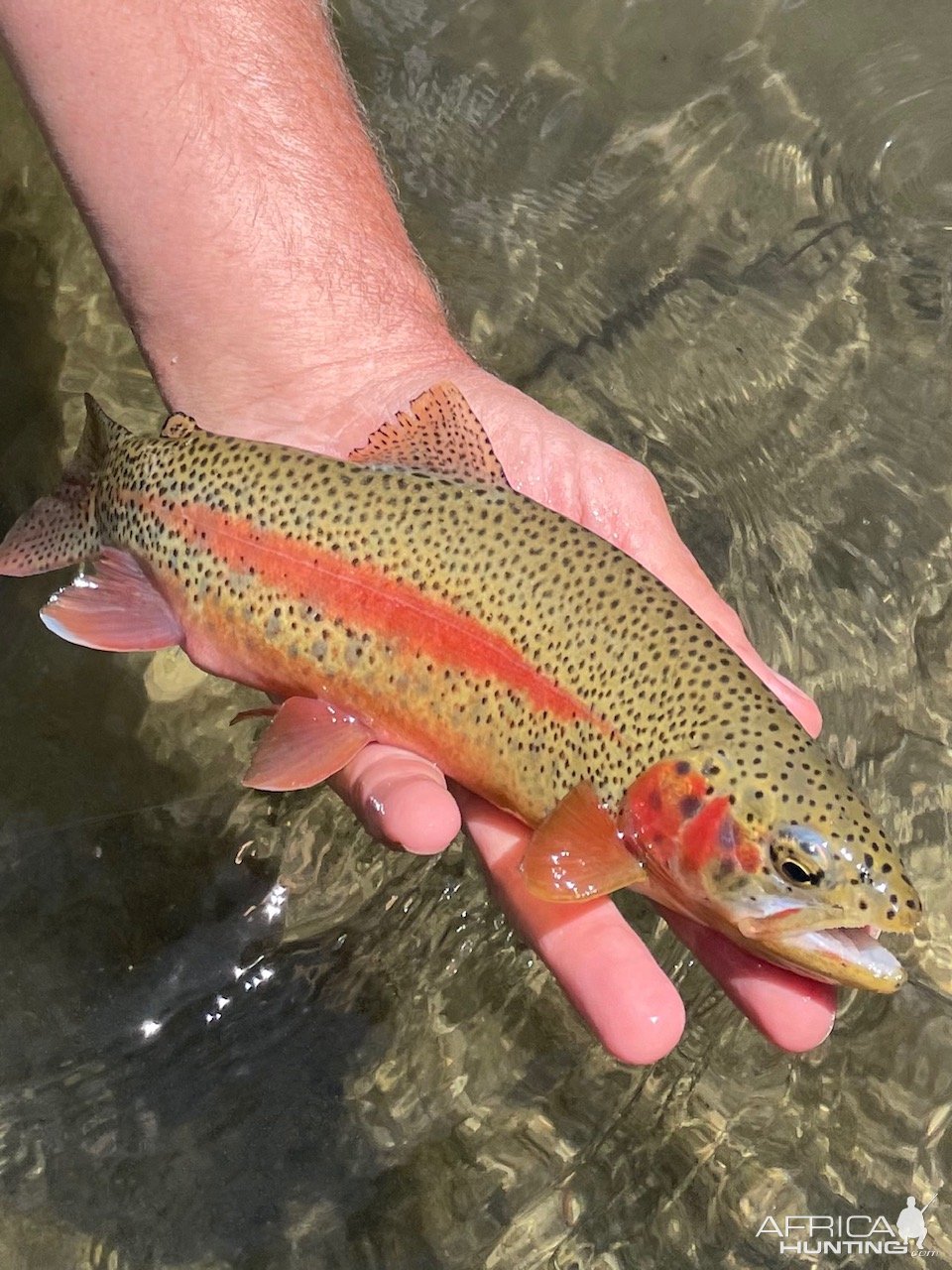 Trout Fishing Black Hills South Dakota