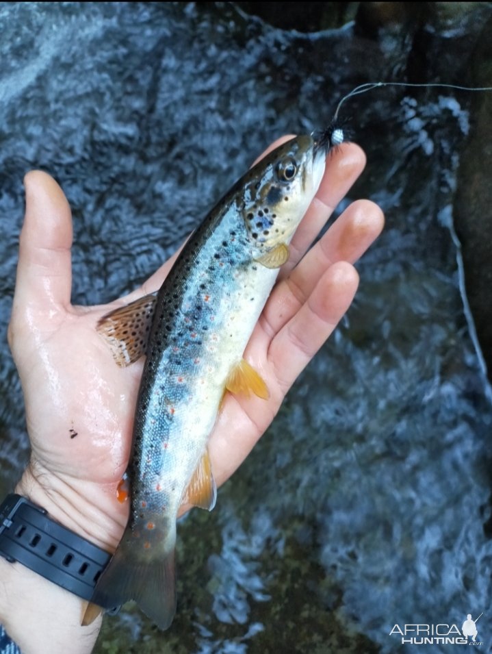 Trout Fishing Italy