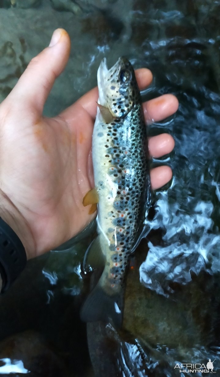 Trout Fishing Italy