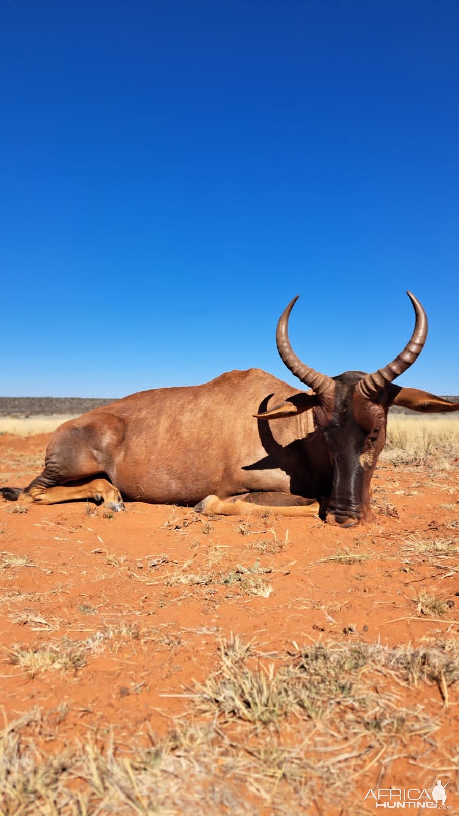 Tsessebe Hunt South Africa