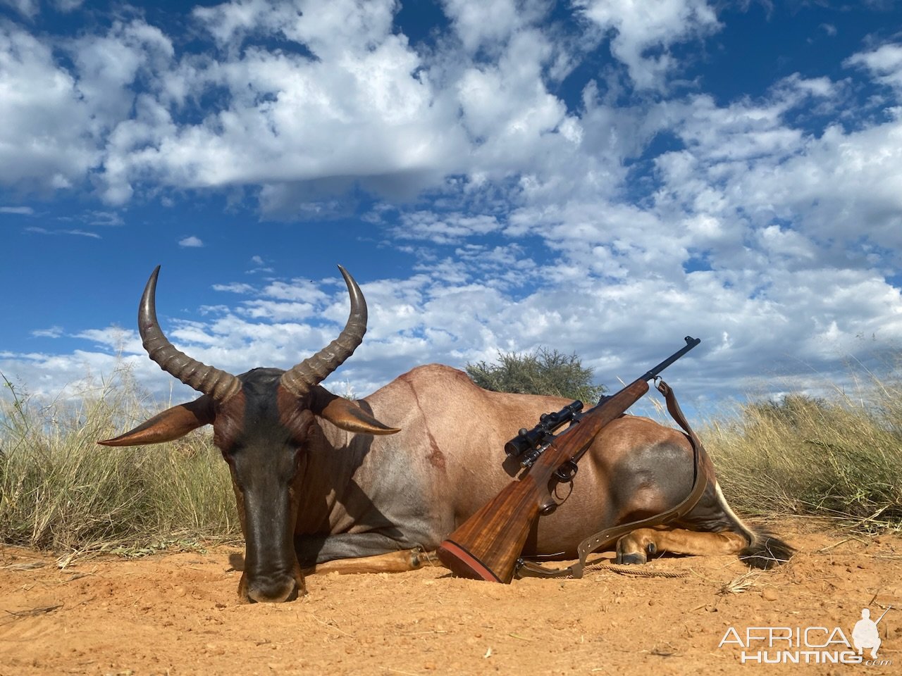 Tsessebe Hunting South Africa