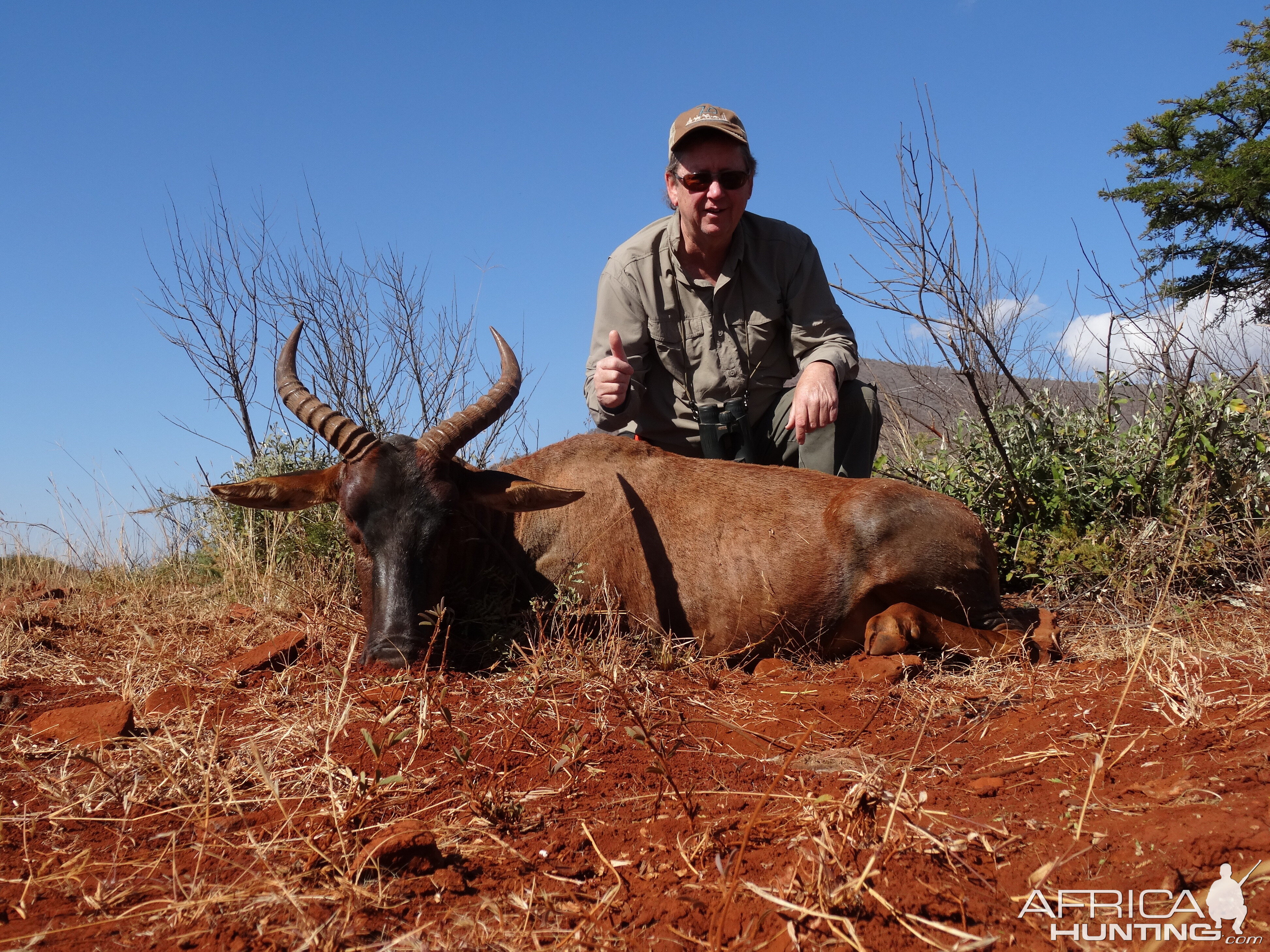 Tsessebe Hunting South Africa