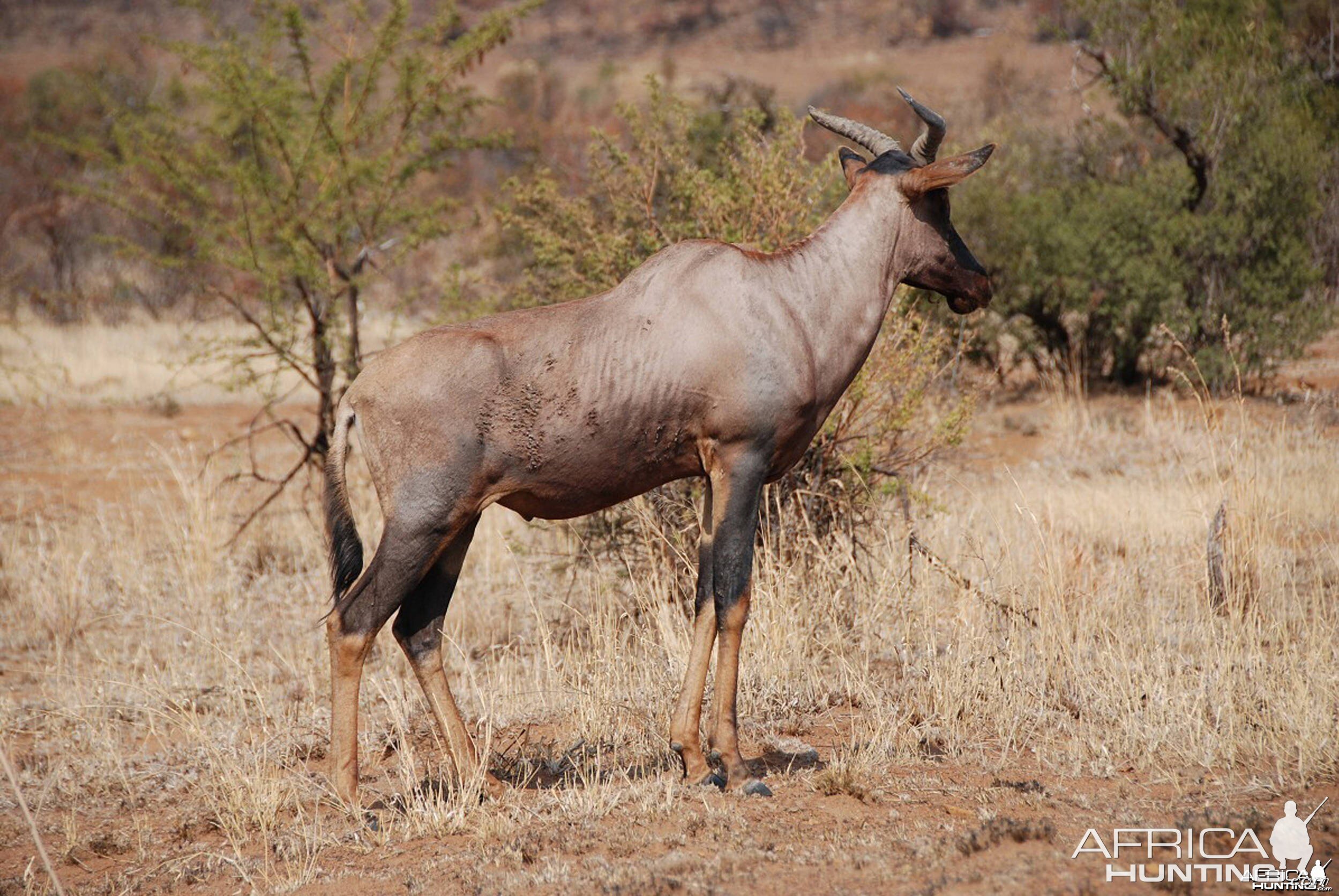 Tsessebe in South Africa