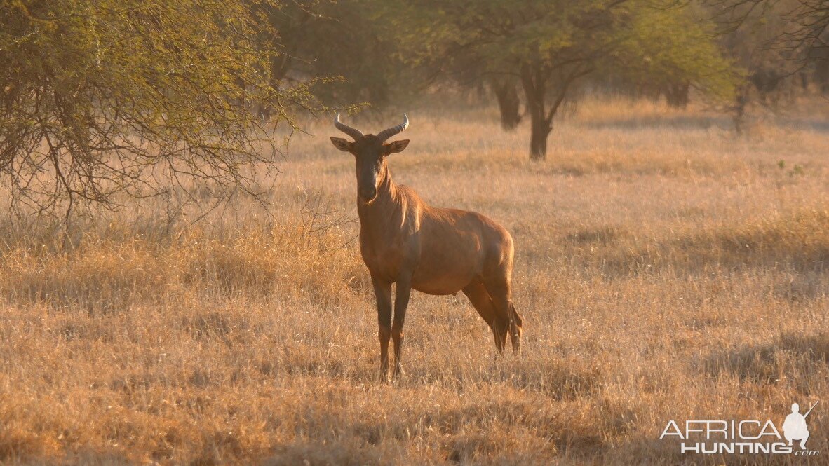 Tsessebe South Africa