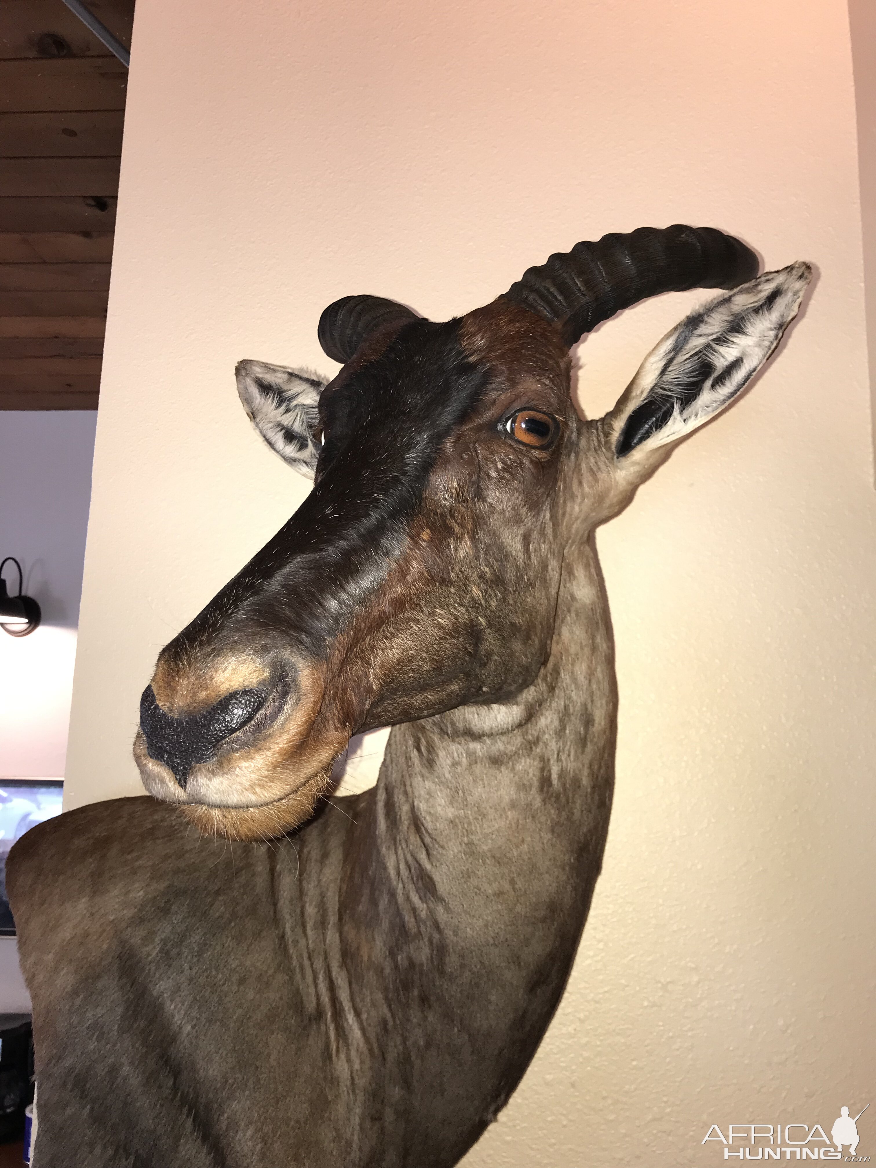 Tsessebe Wall Mount Taxidermy