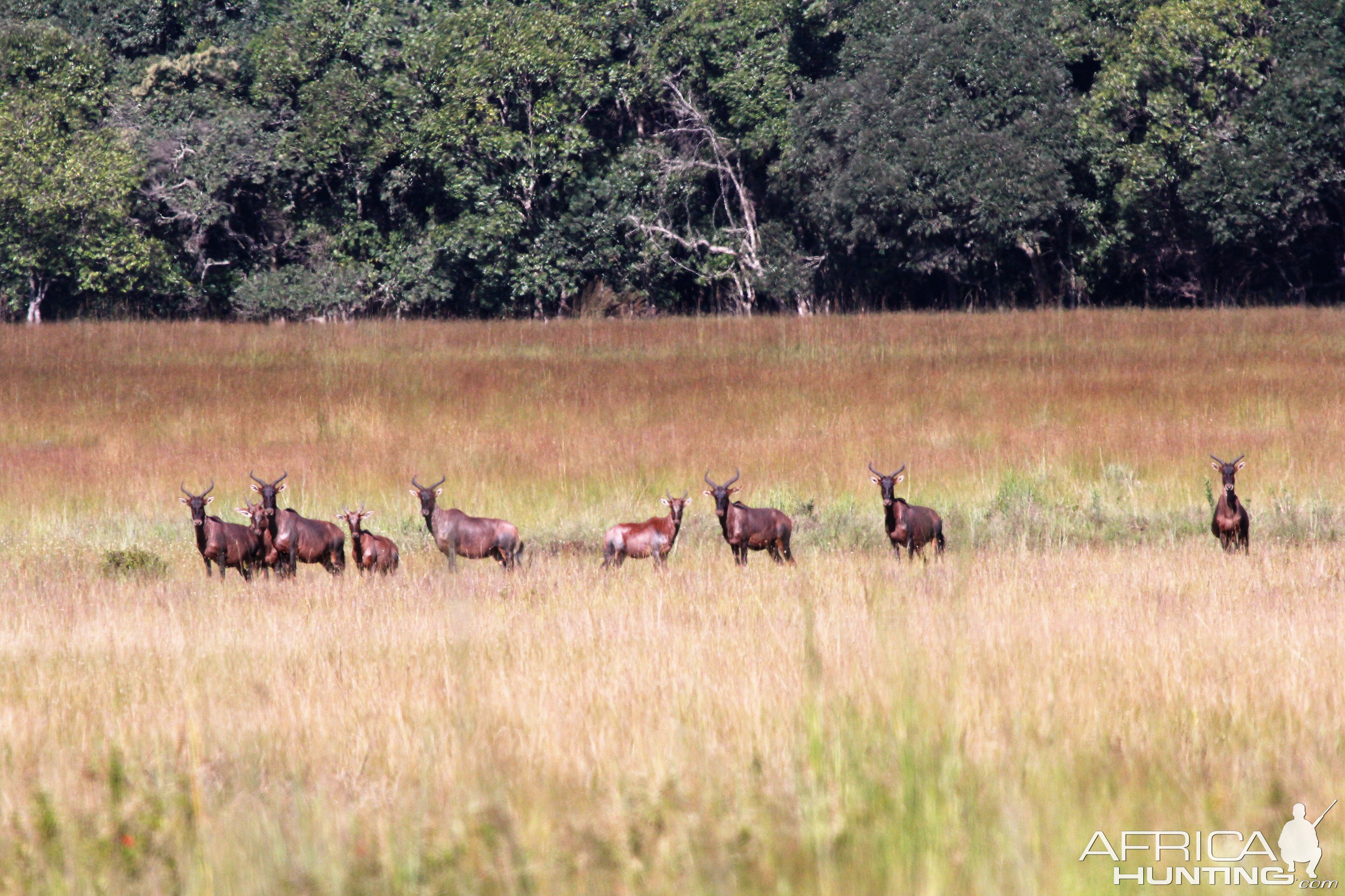 Tsessebe Zambia WIldlife