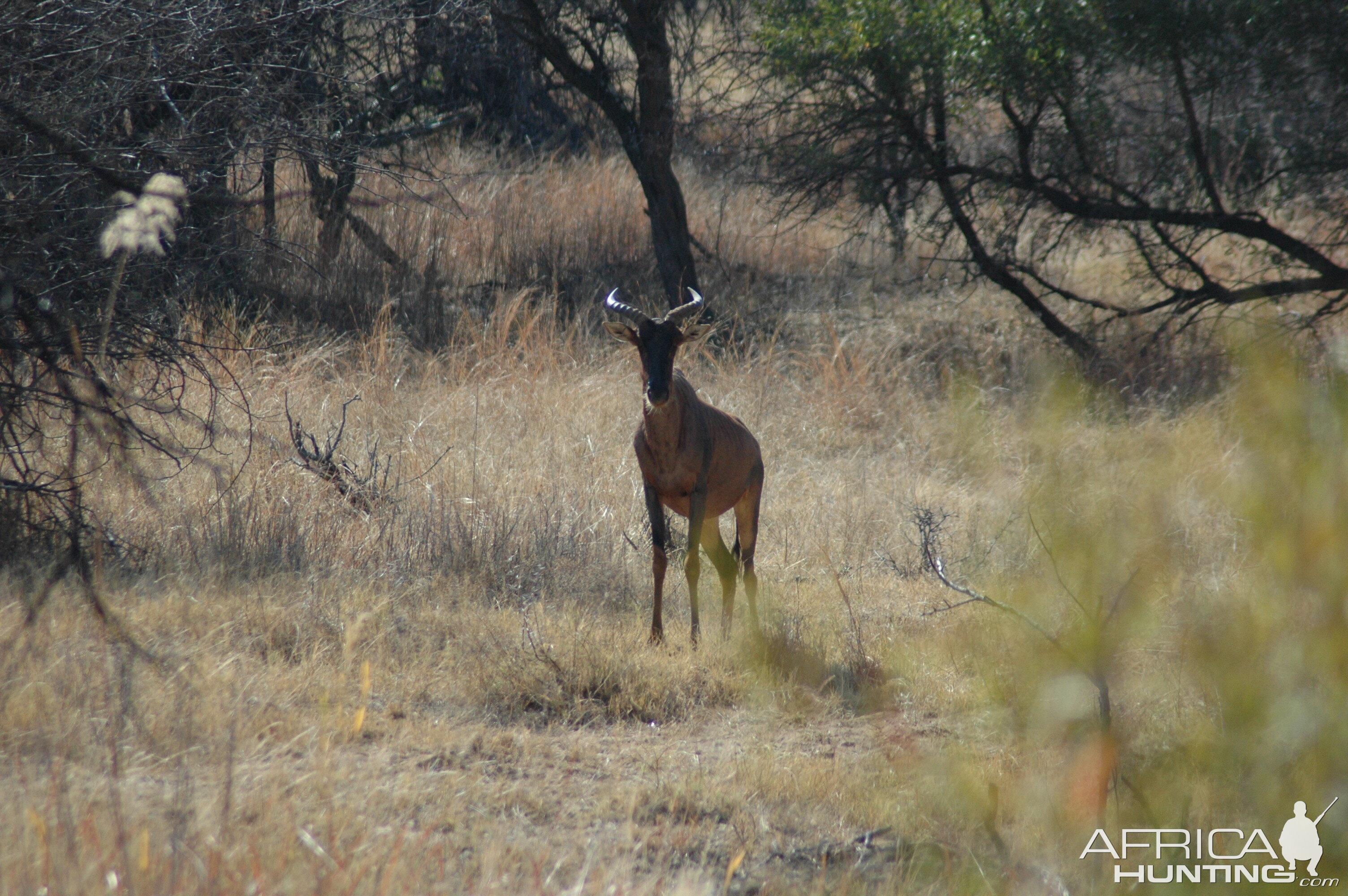 Tsessebe