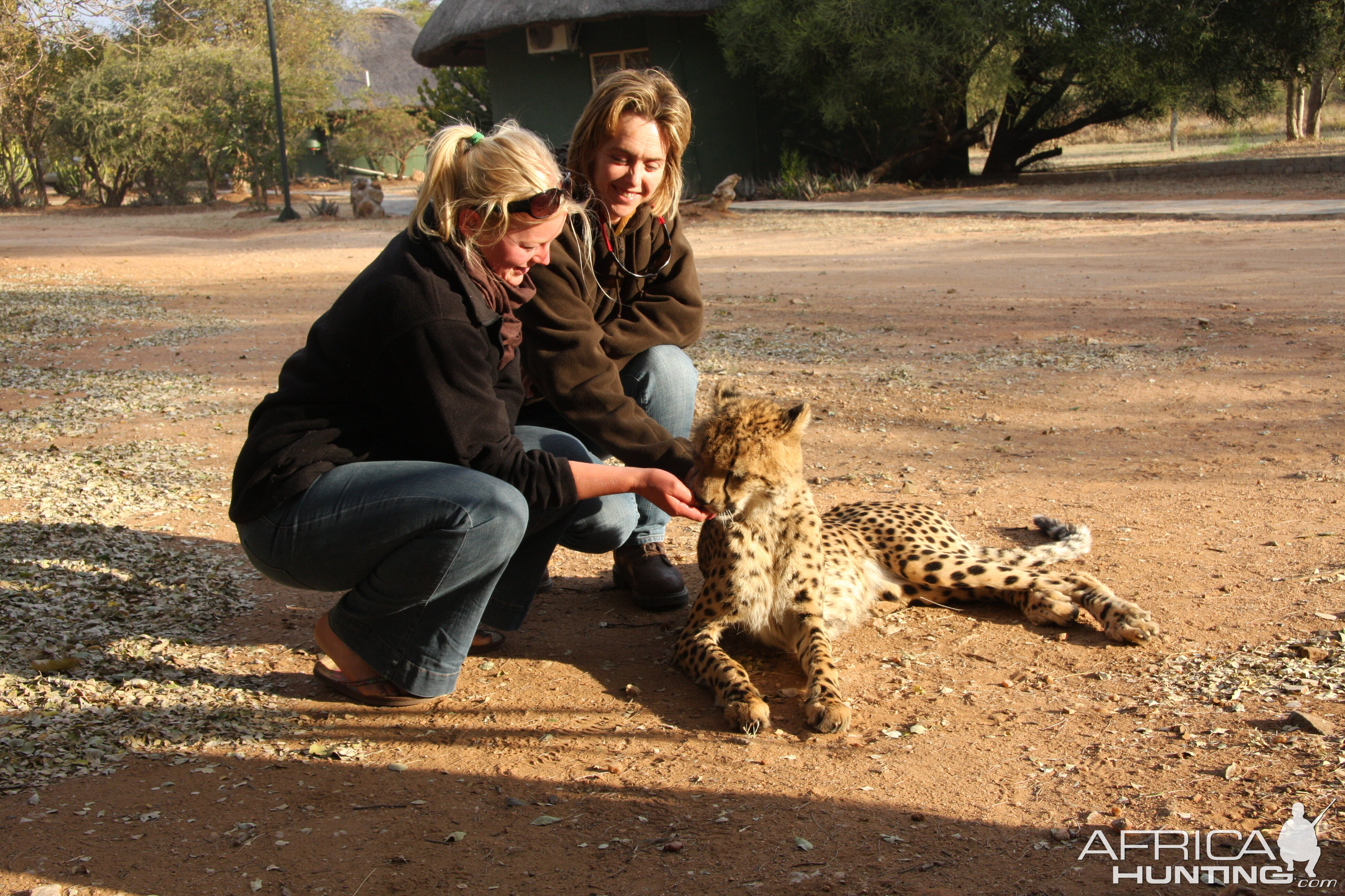 Tshukudu Cheetah