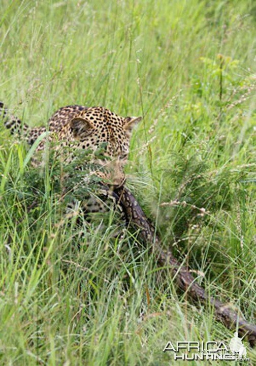 Tug of War African Bush Style