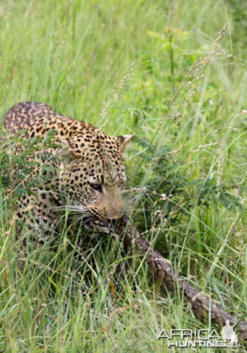 Tug of War African Bush Style