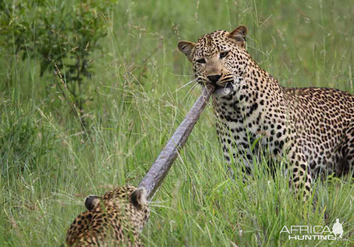 Tug of War African Bush Style