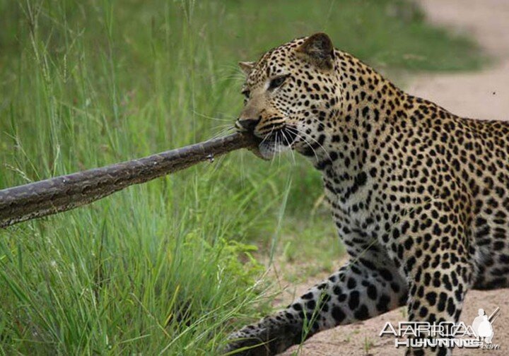 Tug of War African Bush Style