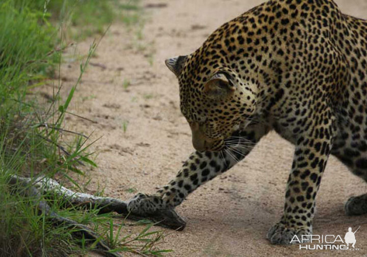 Tug of War African Bush Style