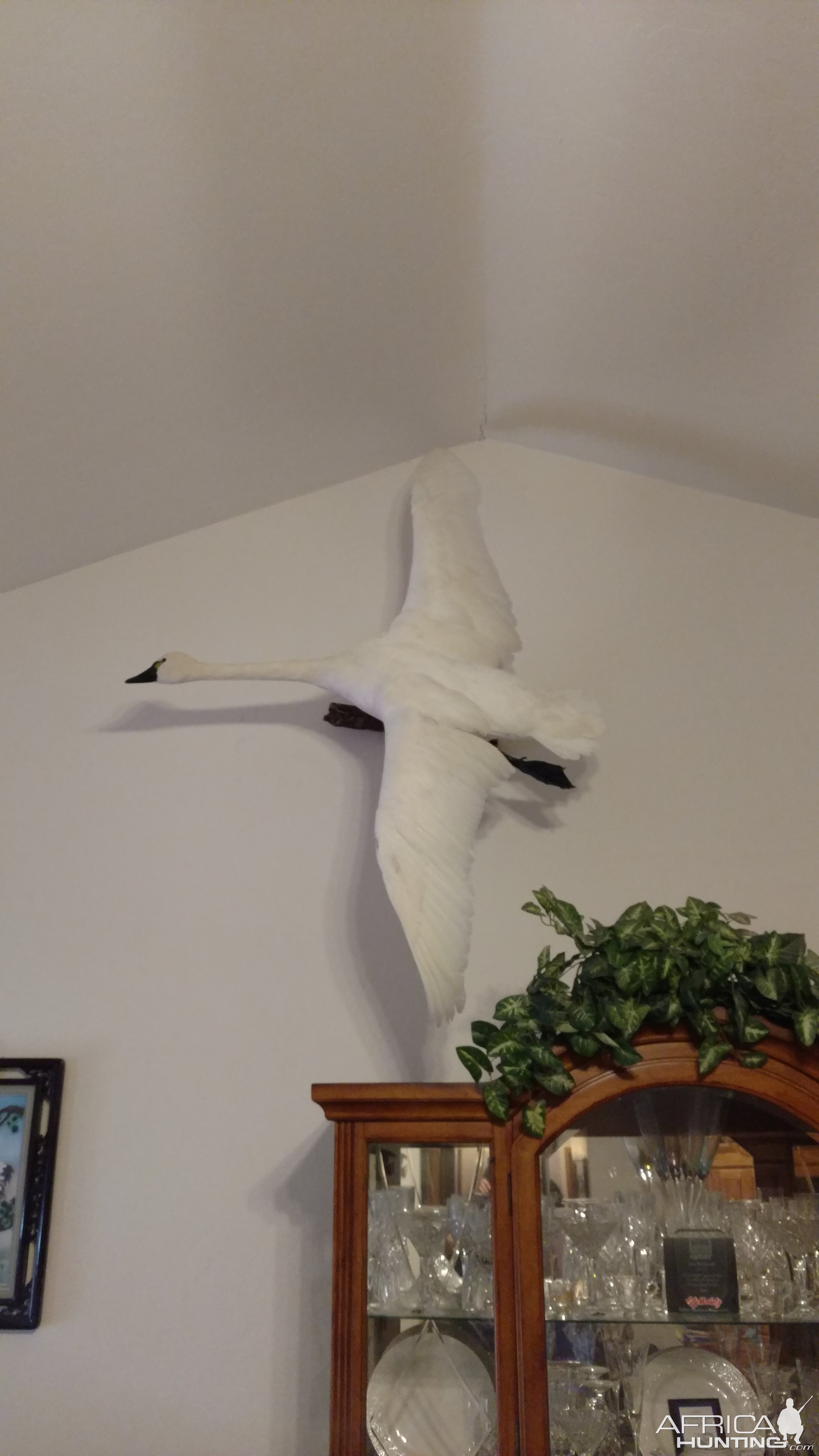 Tundra Swan Full Mount Taxidermy