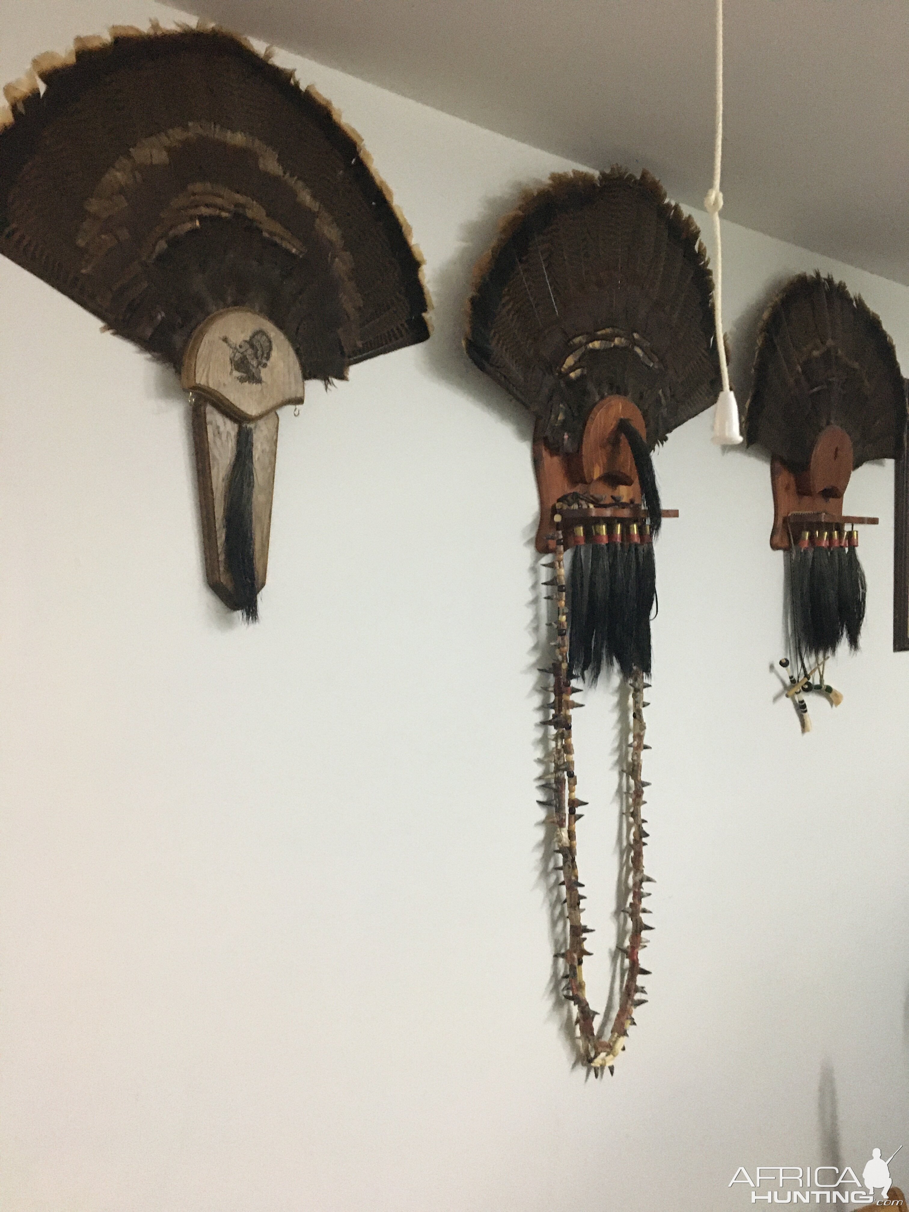 Turkey Fan Board Taxidermy