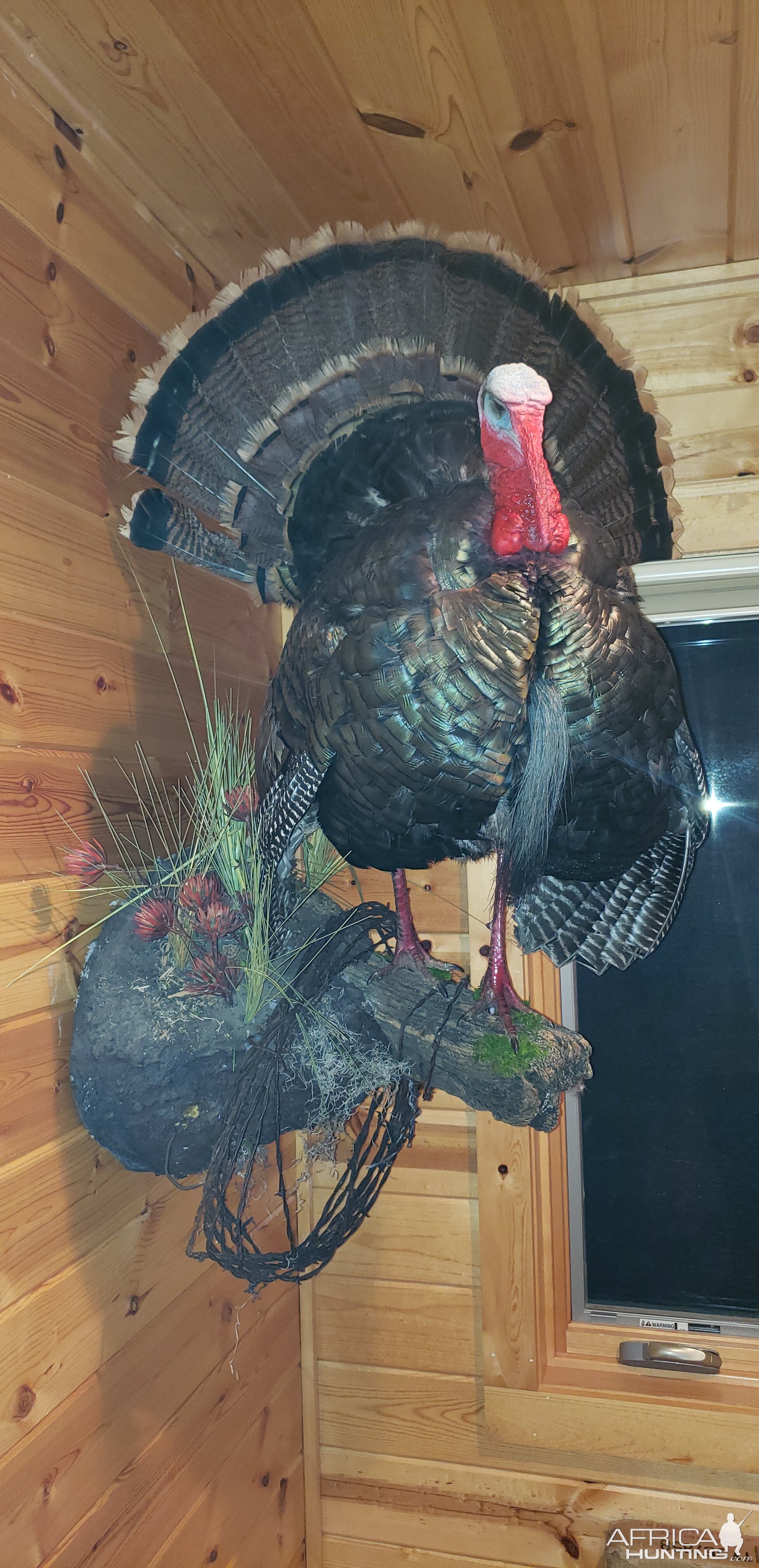 Turkey Full Mount Tacidermy