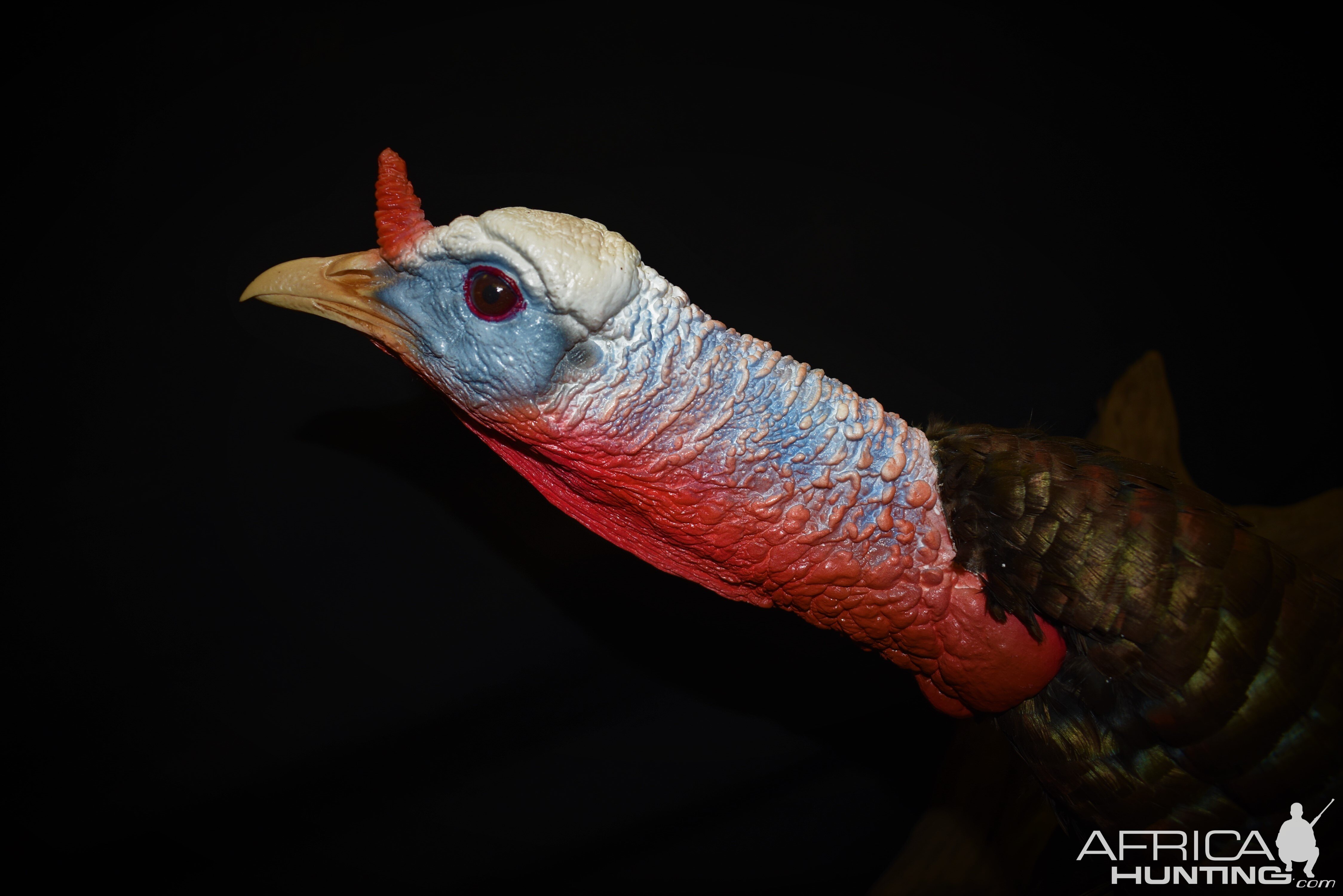 Turkey Full Mount Taxidermy Close Up