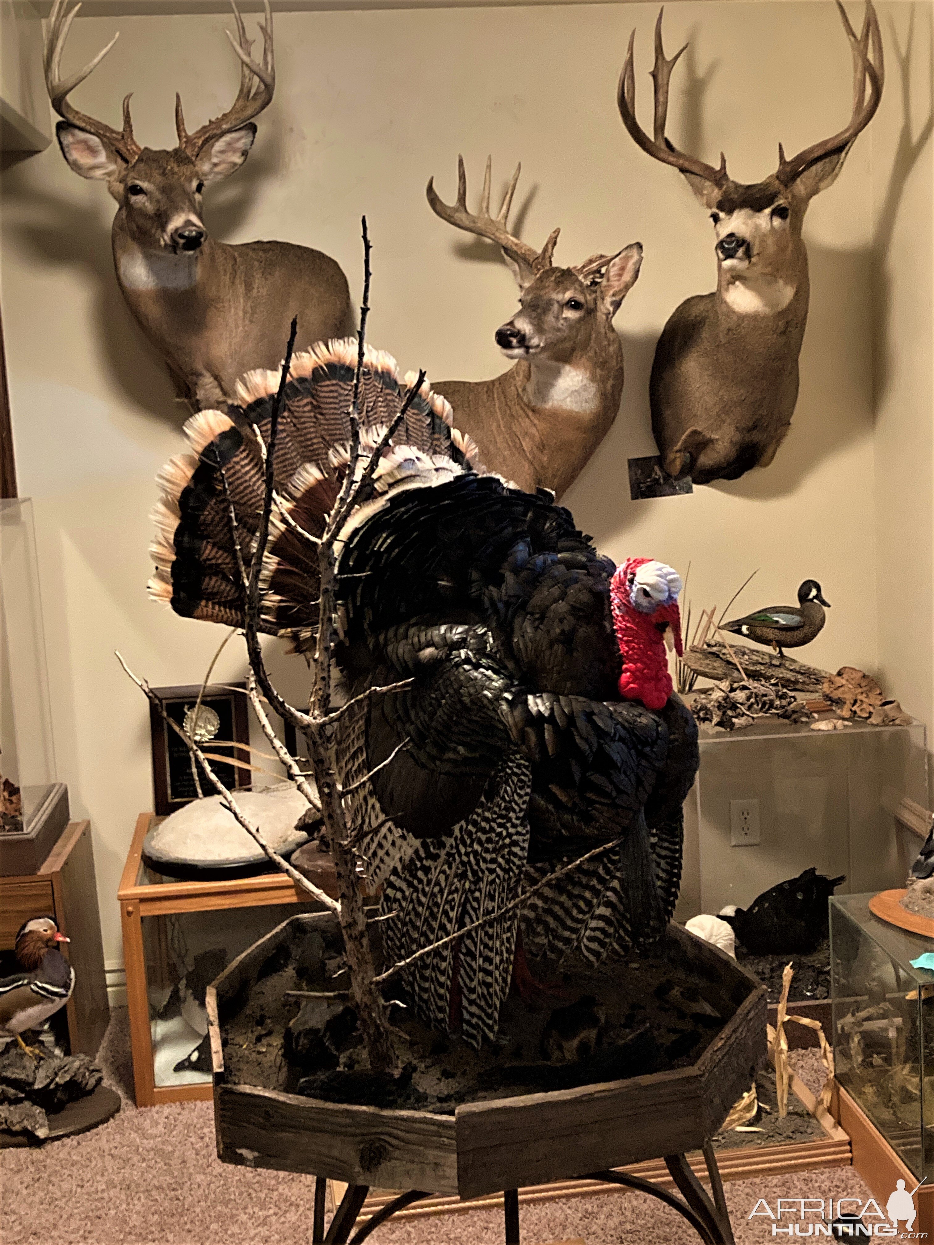 Turkey Full Mount Taxidermy