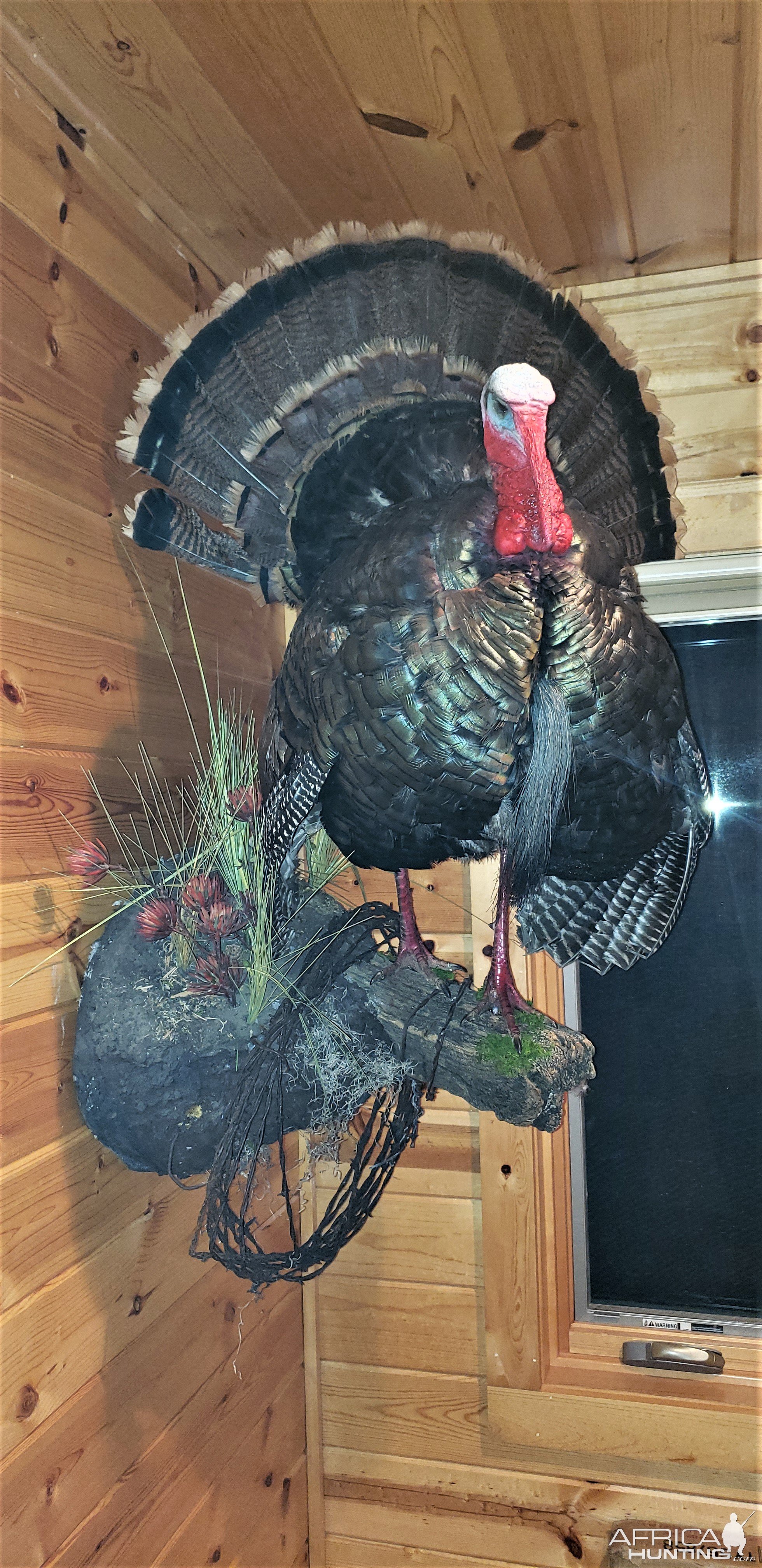 Turkey Full Mount Taxidermy