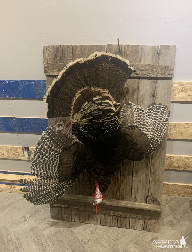 Turkey Full Mount Taxidermy