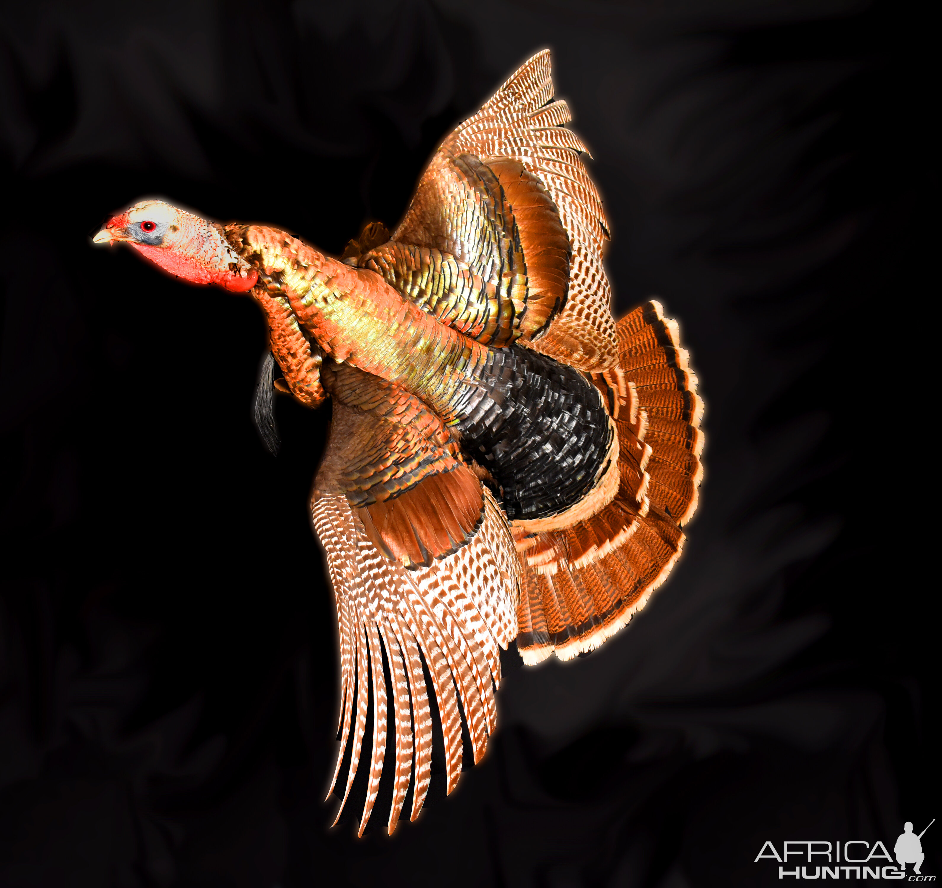 Turkey Full Mount Taxidermy