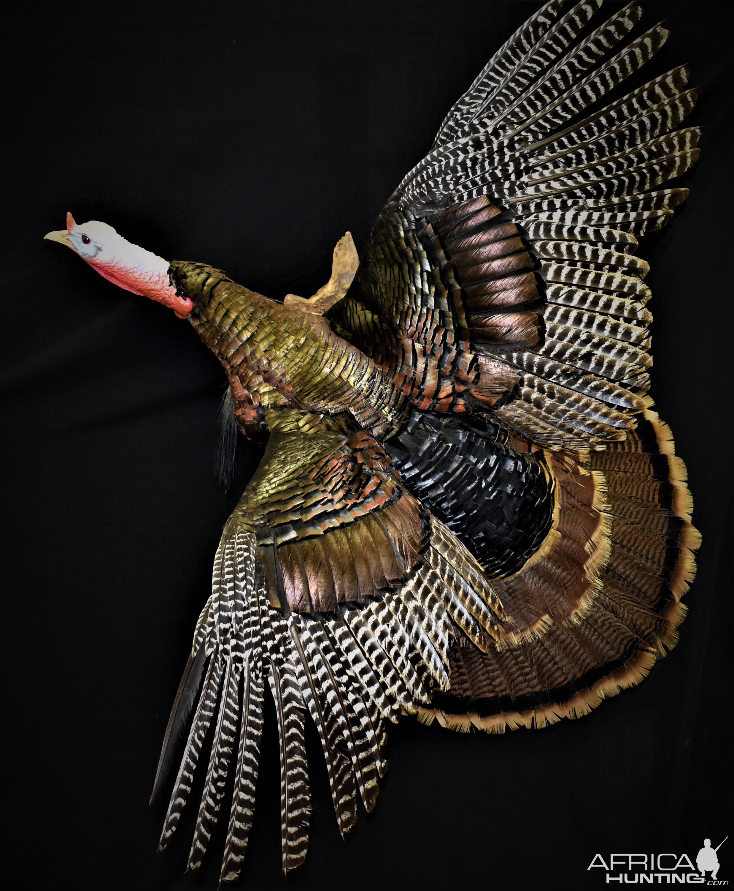 Turkey Full Mount Taxidermy