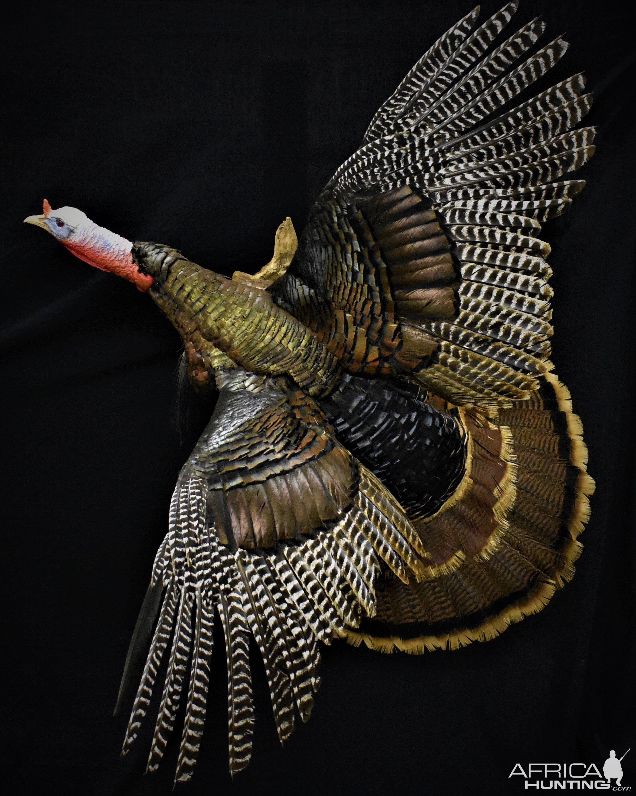 Turkey Full Mount Taxidermy