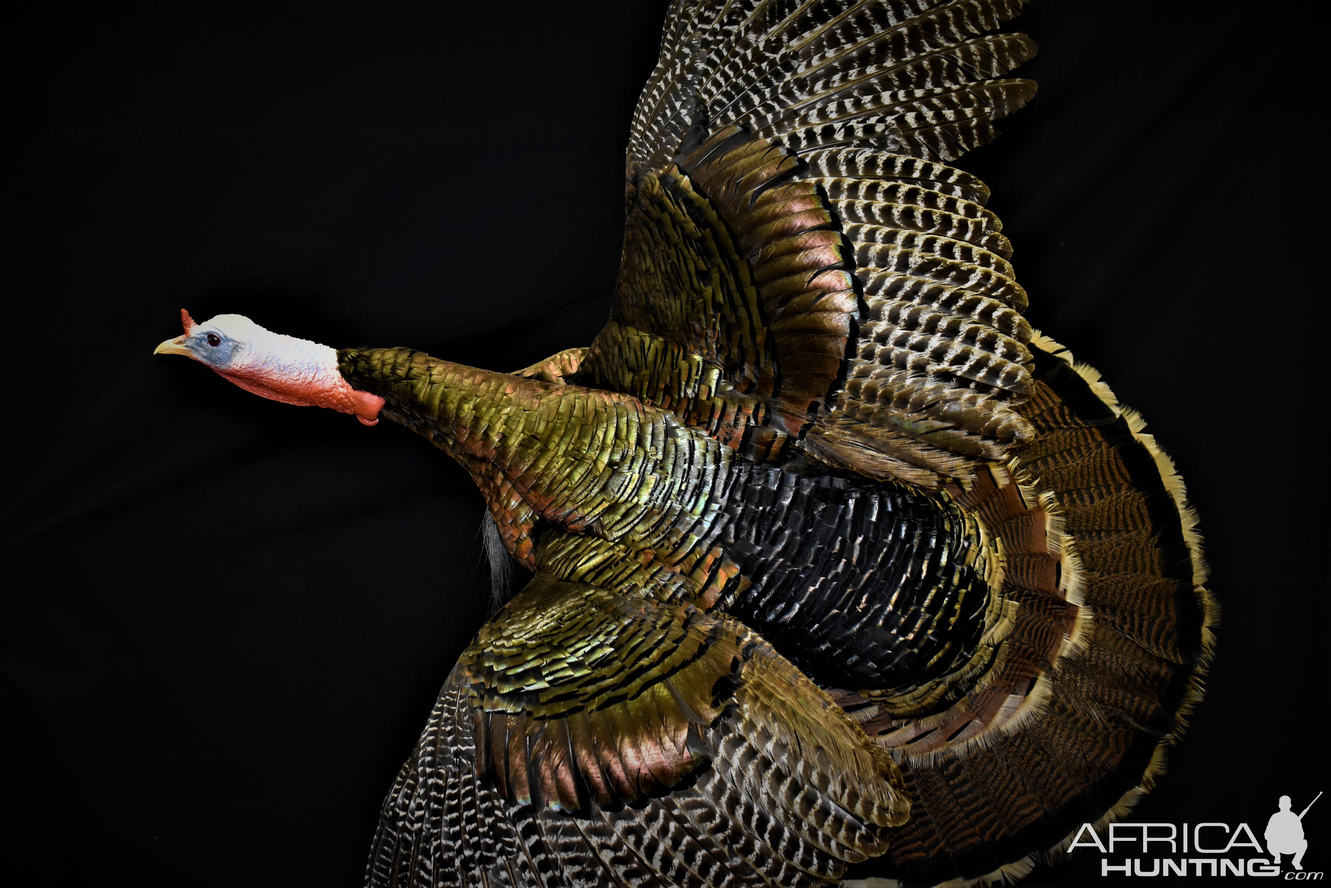 Turkey Full Mount Taxidermy