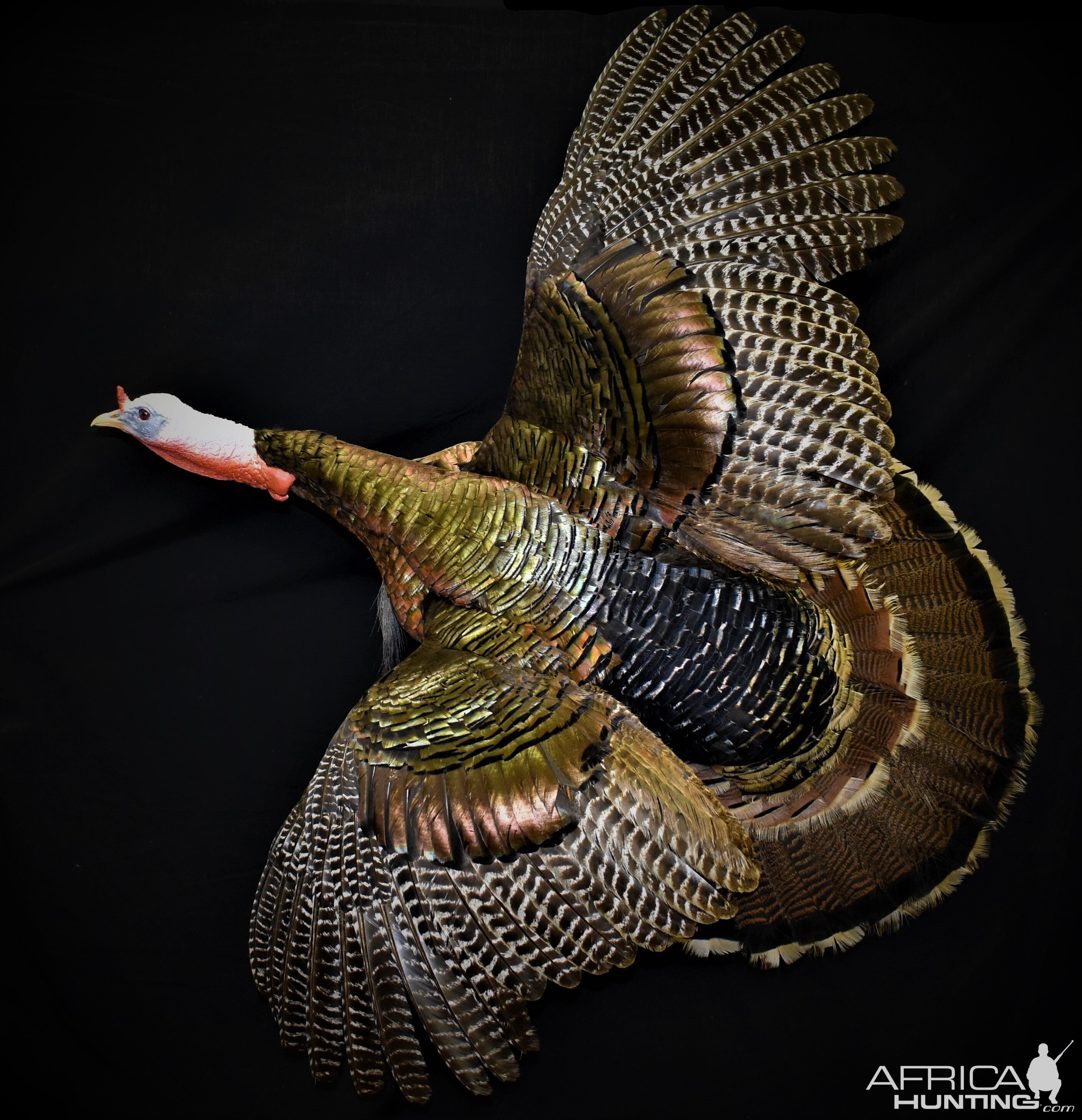 Turkey Full Mount Taxidermy