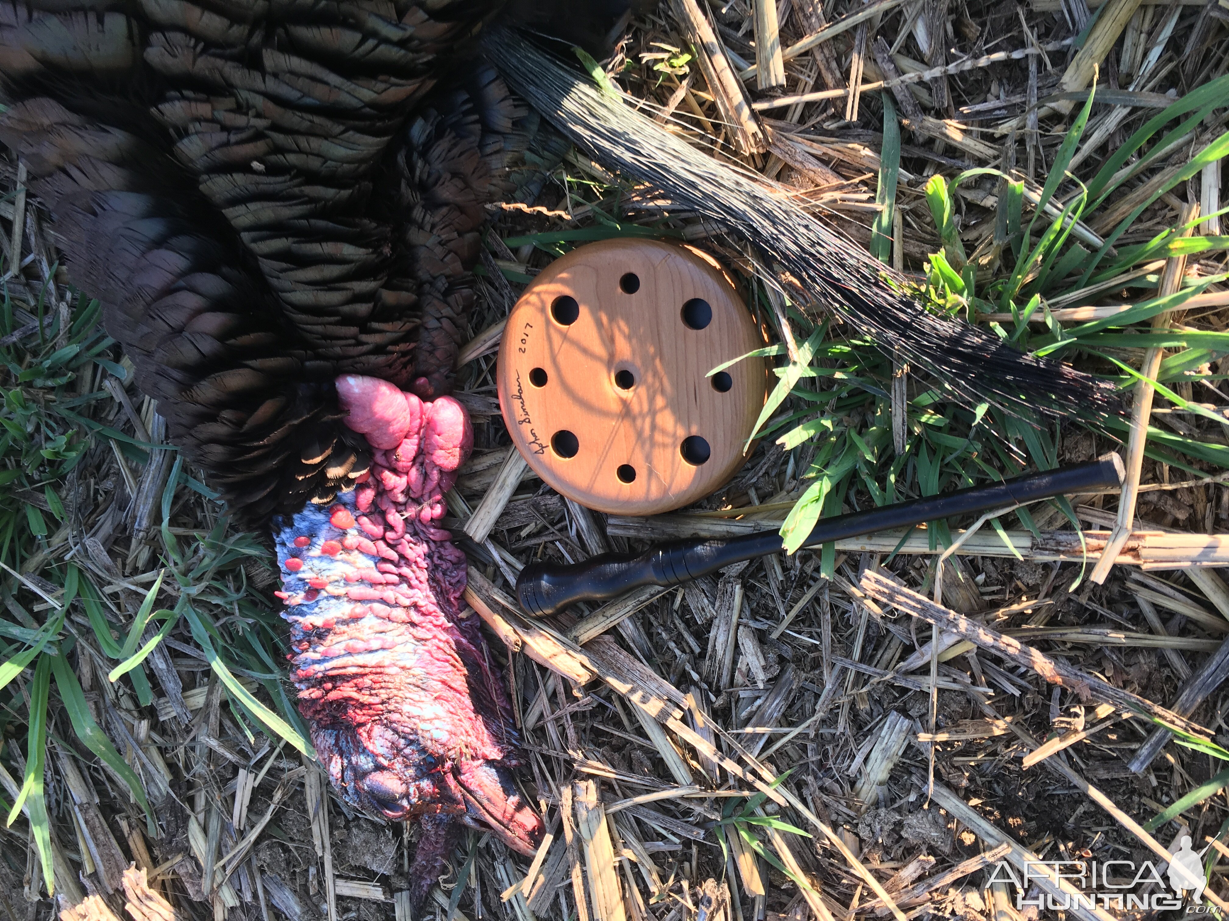 Turkey Hunt