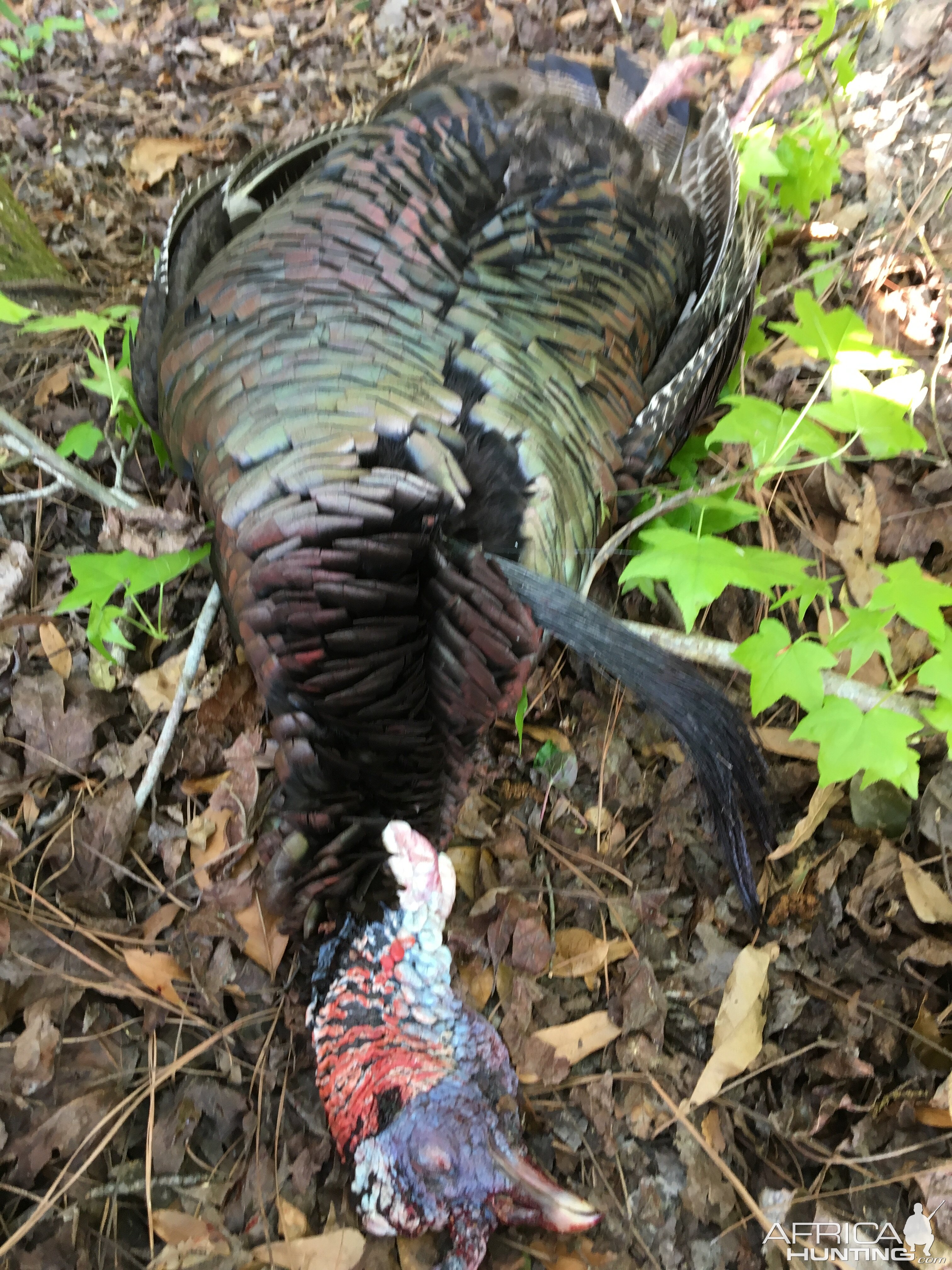 Turkey Hunt