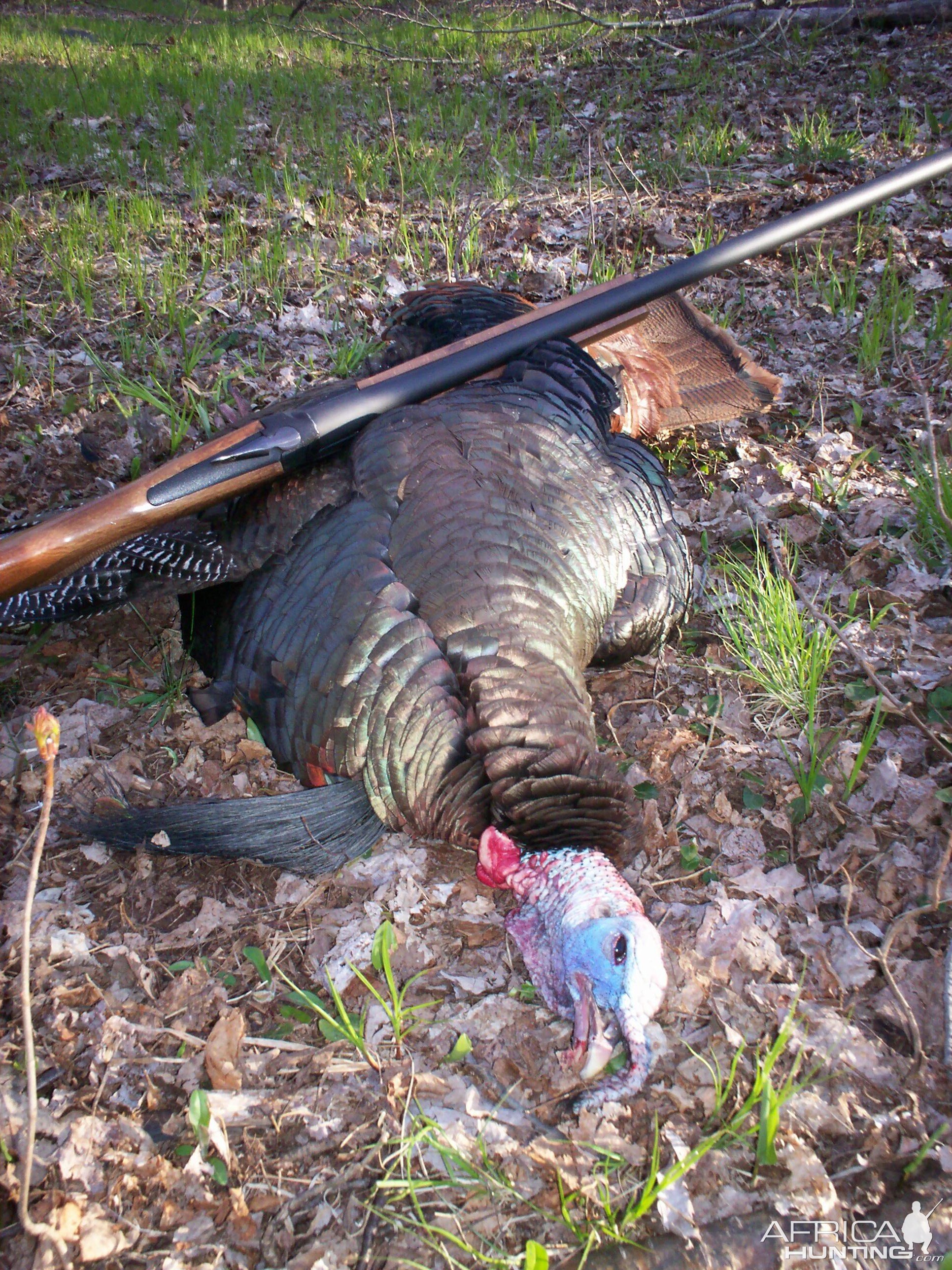 Turkey Hunting USA