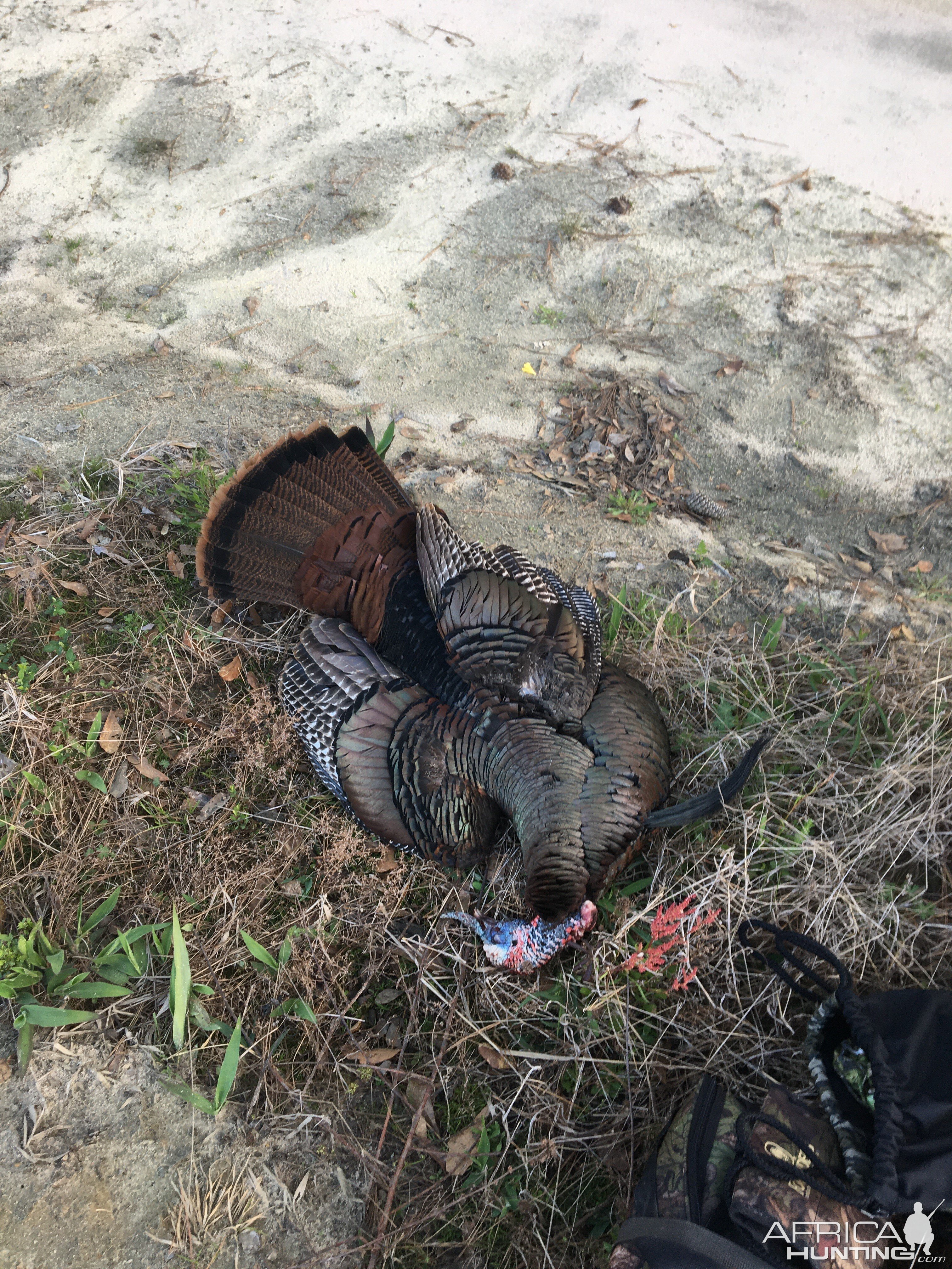 Turkey Hunting