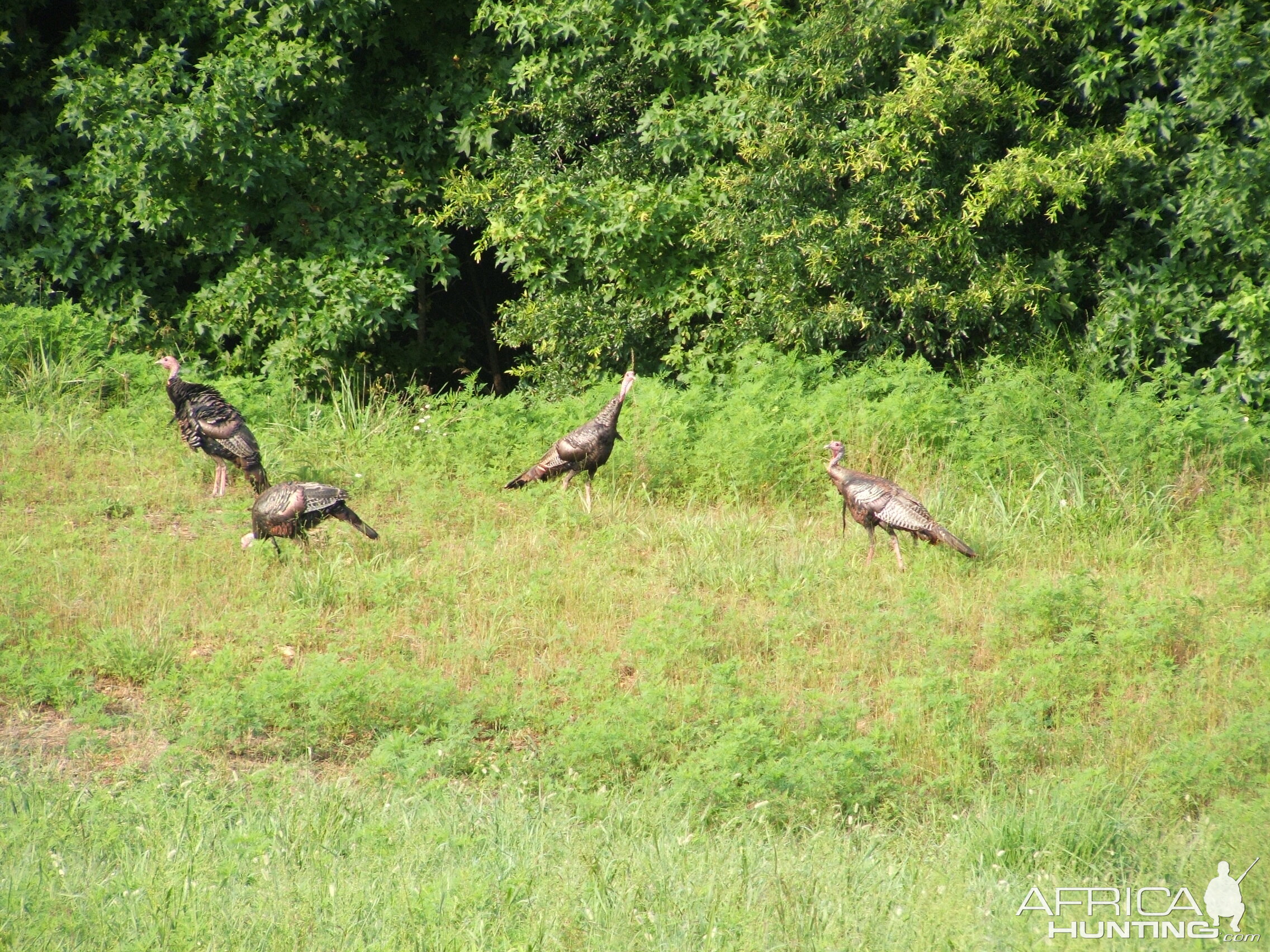 Turkey, Louisa, VA