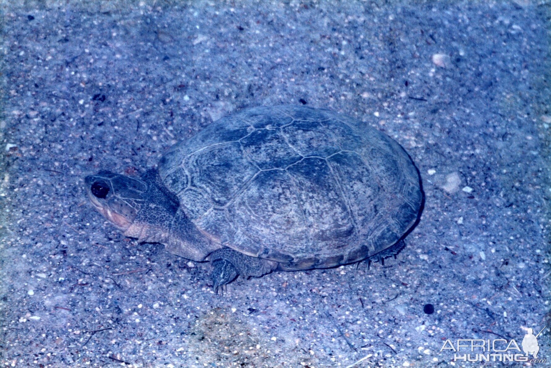 Turtle