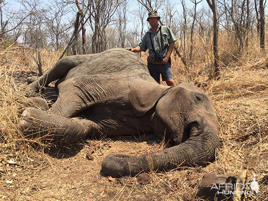 Tuskless Elephant Hunt