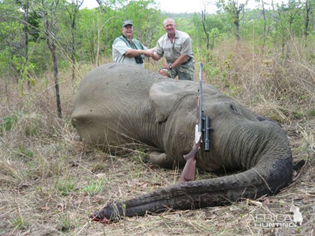 Tuskless Elephant Hunt