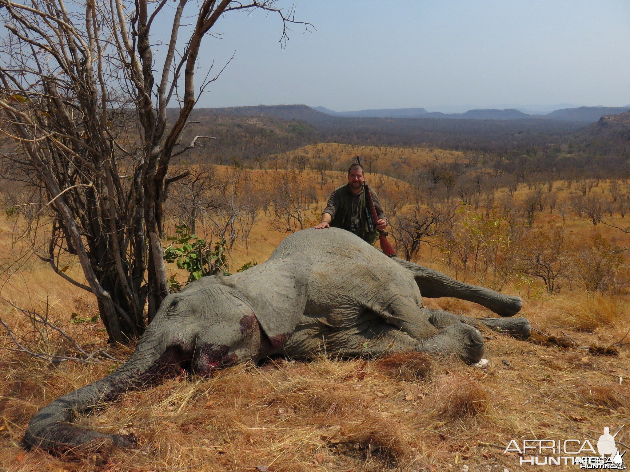 Tuskless Elephant