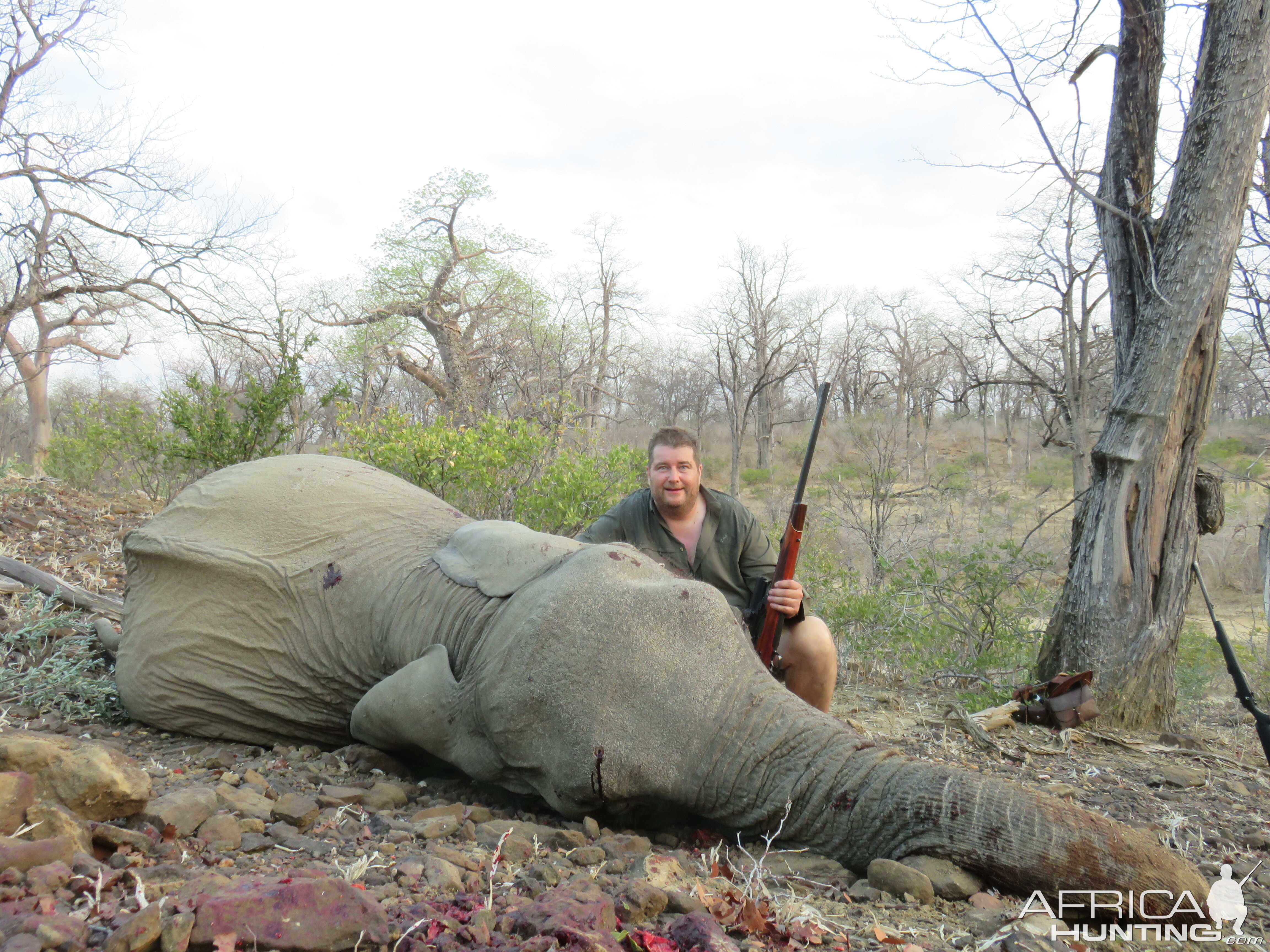 Tuskless elephant