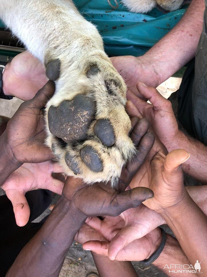 Twenty Four Lions reintroduced to Zambeze Delta of Mozambique