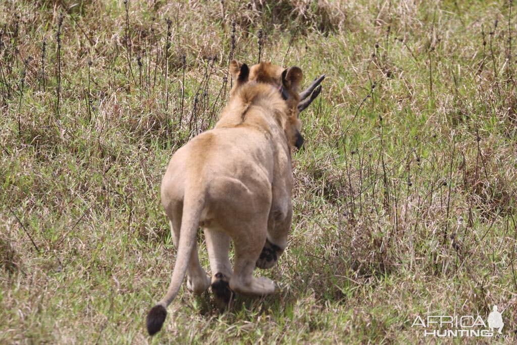 Twenty Four Lions reintroduced to Zambeze Delta of Mozambique