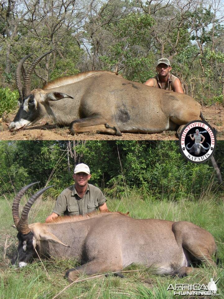 Two 27 inch Roan Bulls