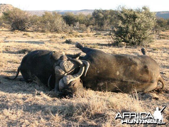 Two Cape Buffalo Die Fighting